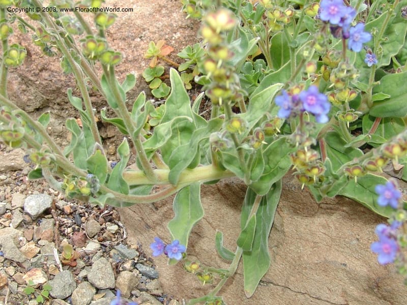 Omphalodes cappadocia, 90.2319--CA. UC Berkeley Bot. Garden. 31 May 07. 507.jpg