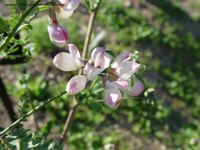 Coronilla viminalis, 2003.0306--Spain. Barcelona Botanic Garden. 21 Apr 04. 006.jpg
