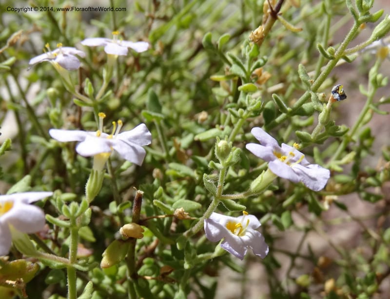Sutera hispida, Davidson, C 12260--South Africa. Western Cape. Swartberg Pass Rd. 19 Jan 2014. DSC00537 (54).JPG