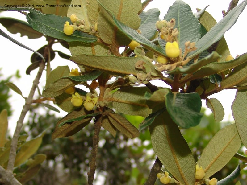 Anastrabe integerrima--So.Africa. E. Cape. Umtamvuna Nat. Res. 11 Mch 05. 078a (14).jpg