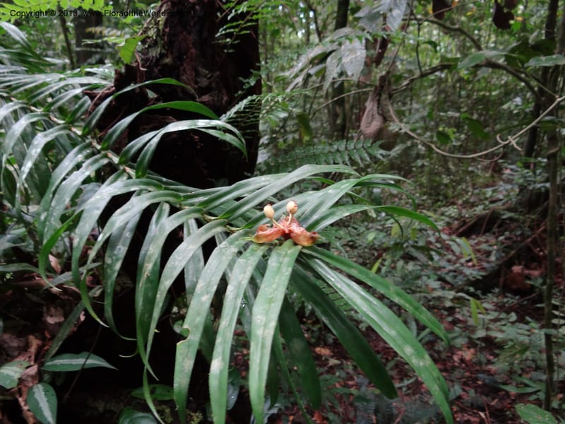 Freycinetia ciliaris, Callmander 1013--Malaysia, Sarawak. Kubah Nat. Park. 28 Mar 2012. DSC05973 (251).JPG