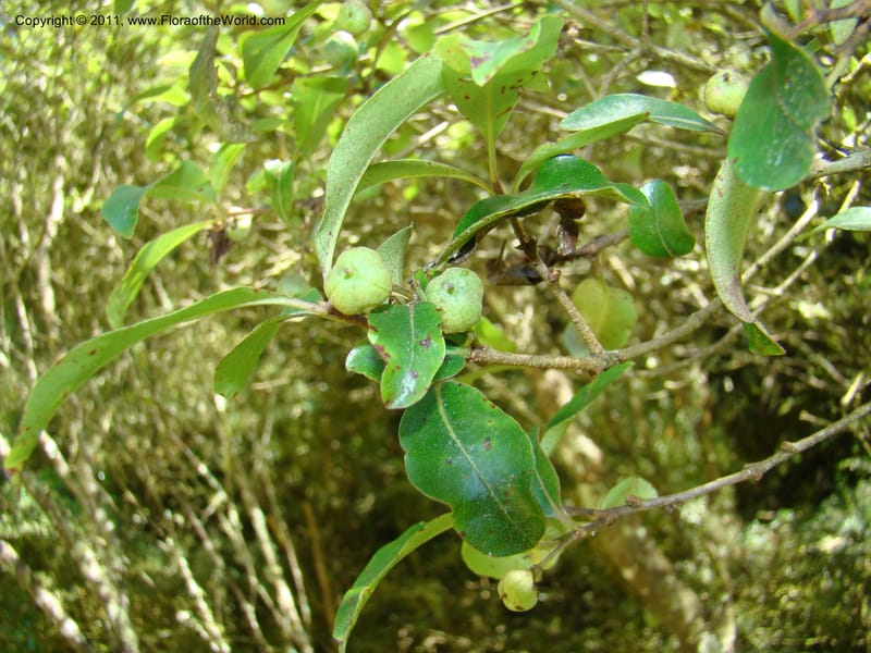 Pittosporum tenuifolium, C. Gemmill 648--New Zealand. Waikato Distr. Puke Moke Moke Res. 26 Nov 07. 169 (2).jpg