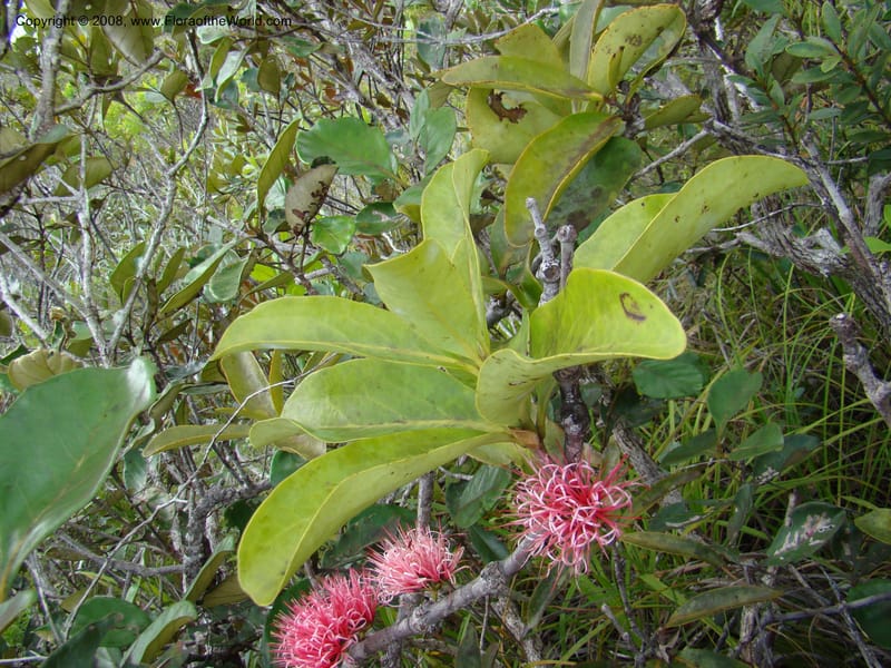 Amyema, JMunzinger4909--New Caledonia. Parc Prov. Riviere Bleue. 22 Nov 07. 158.jpg