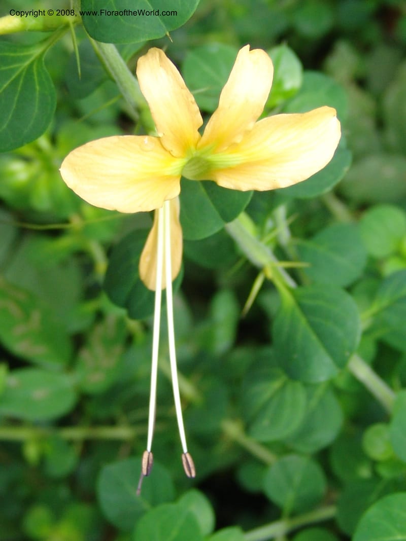 Barleria rotundifolia--So. Africa. Lowveld Nat. Bot. Gard. 14 Mch 05. 226.jpg