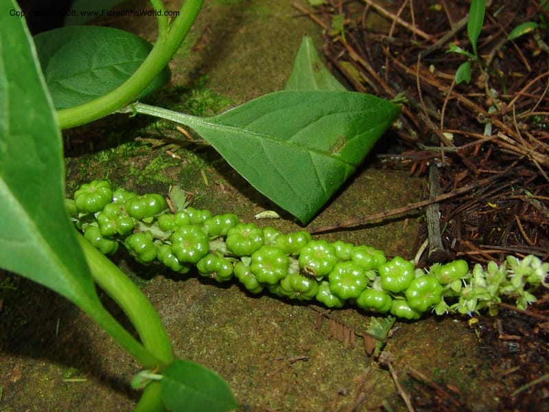 Phytolacca--So.Africa. KZN. Midl. Meand. Granny Mouse. 13 Mch 05. 130.jpg