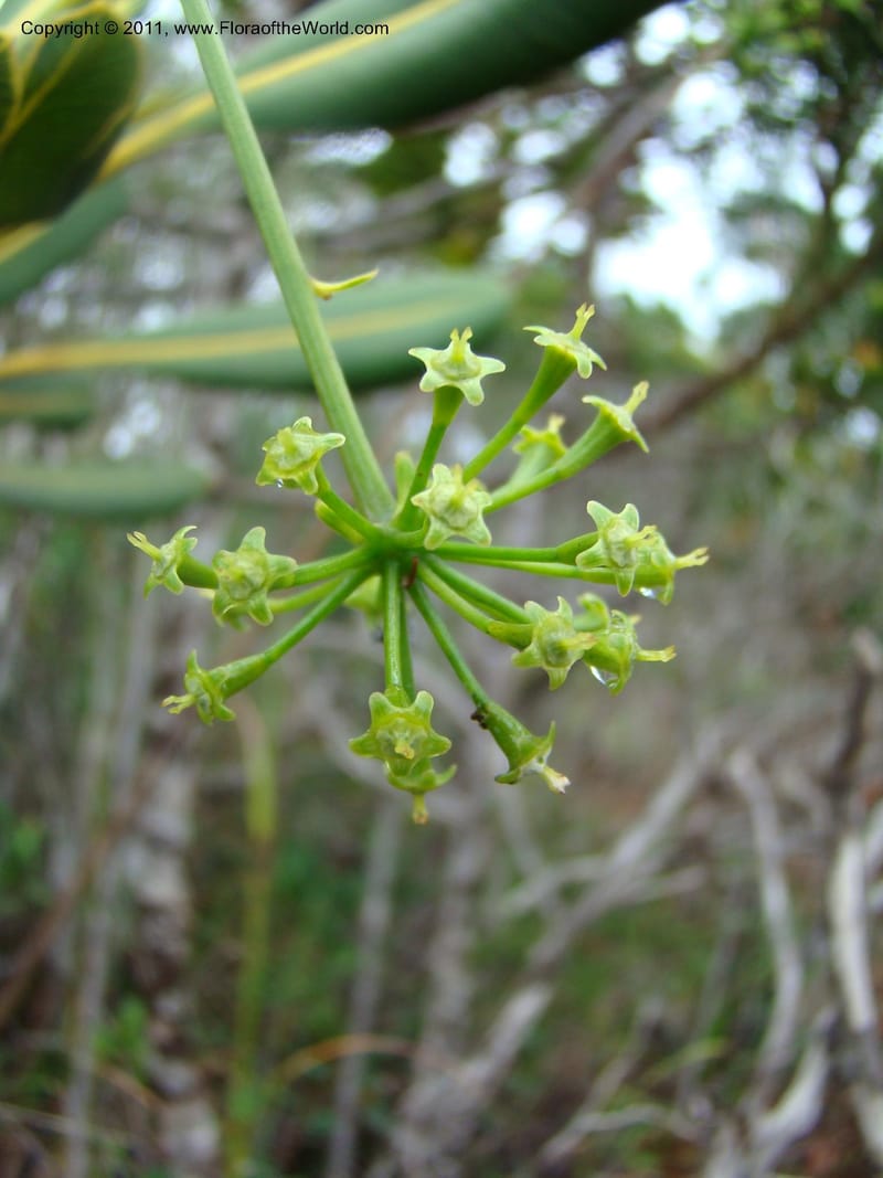 Myodocarpus crassifolius, not coll.--New Caledonia. Pl des Lacs. Ca. Grand Lac. 21 Jan 2010. 293 (254).jpg