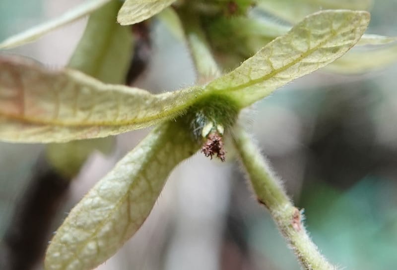 Engelhardia serrata, D. Boufford 44146--China. Yunnan. Along G213. 4 May 2018. DSC02084 (83).JPG