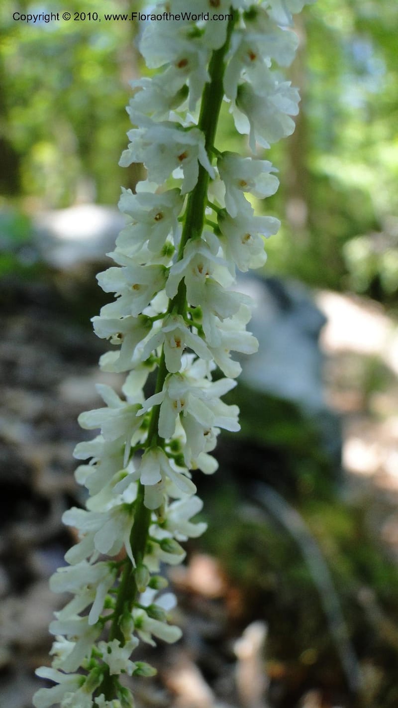 Galax aphylla, Mori 27456--North Carolina. Stokes Co. 26 May 2010. 088 (59).jpg