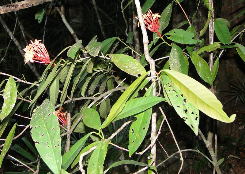 Ixora, Regalado 1907--Viet Nam. Hon Ba Nature Res. 12 May 2011. 359 (4).jpg