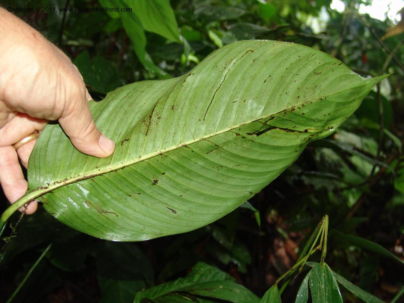 Spathiphyllum, RVasquez31588--Peru. Prov.  Oxa. Estac. Paujil. Camino  Pozo Tigre. 17 Oct 06. 381.jpg