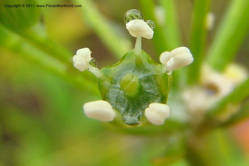 Myodocarpus, P. Lowry 7188--New Caledonia. Plaine des Lacs. NW of Grand Lac. 21 Jan 2010. 293 (172).jpg