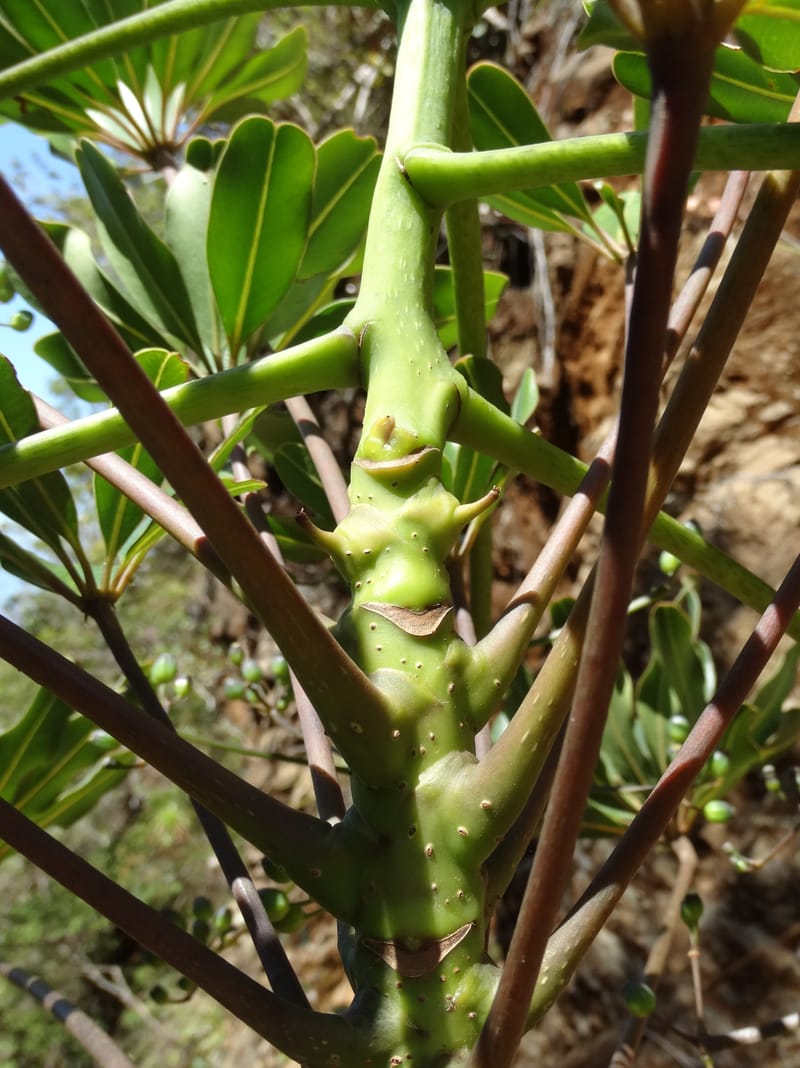 Plerandra polydactylis, Lowry, P 7420--New Caledonia. PinPin. 20 Nov 2015. DSC03938 (118).JPG