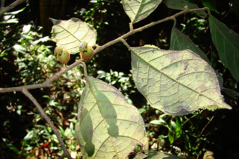 Trymatococcus, Vasquez 34817--Peru. Loreto. Dist. Nauta. Miraflores, Rio Tigre. 10 Nov 08. 850 (19).jpg