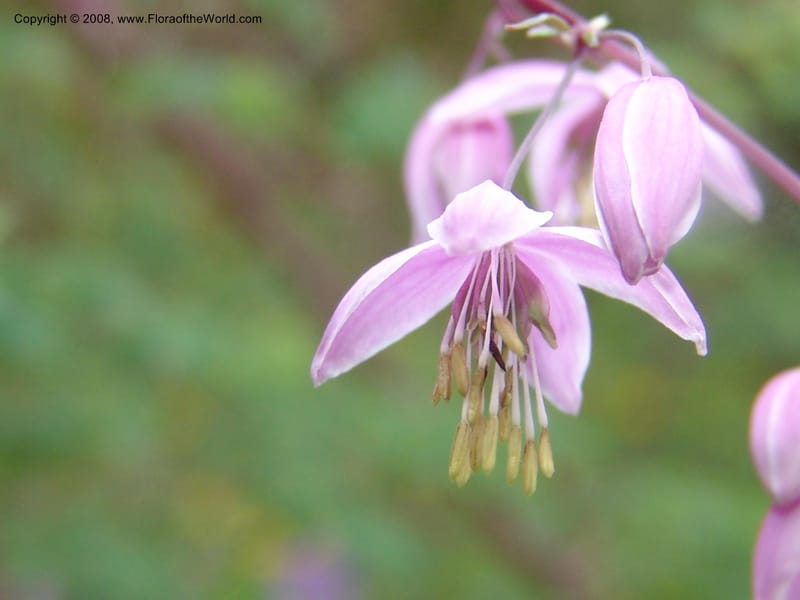 Thalictrum delavayi, 91.0343CA. UC Berkeley Bot. Garden.  30 Jun 06. 016.jpg
