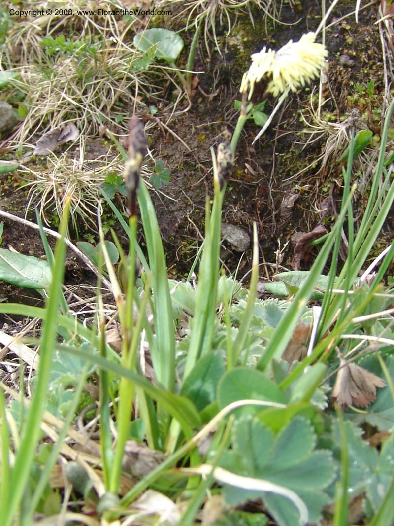 Carex medvedevii--Georgia. Vic. of Tskhrats'karo Pass. 7 Jun 05. 035.jpg