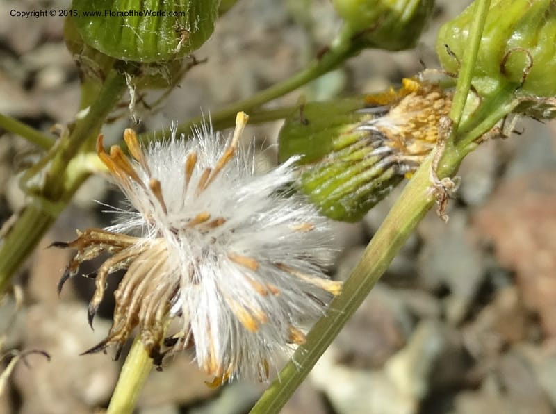 Senecio, Davidson, C 12598--ID. Idaho Co. Seven Devils Camp Ground. 15 Jul 2014. DSC00113 (314).JPG