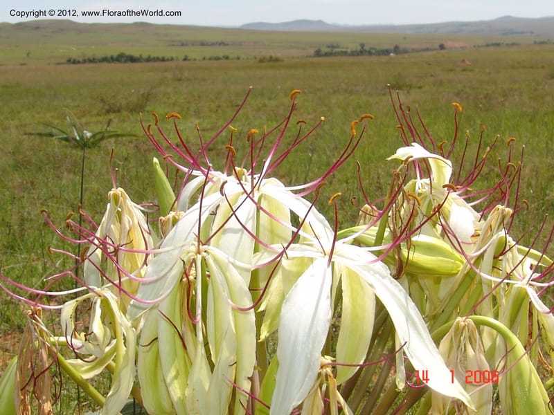 Crinum sp. unk., Not collected-Madagascar 004 (4).jpg