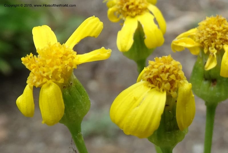 Senecio cymbalarioides, Davidson, C 12633--ID. Idaho Co. Seven Devils Campground. 11 Aug 2014. DSC00412 (94).JPG