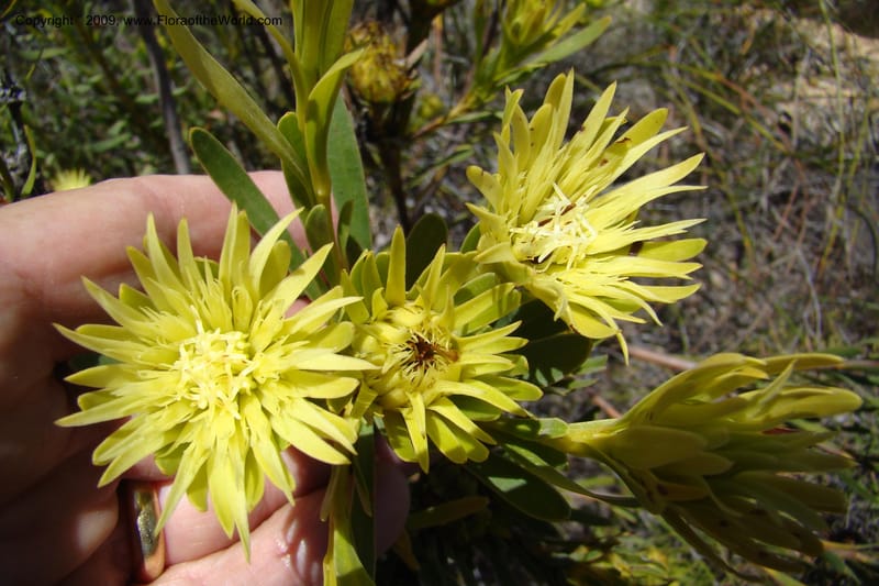 Aulax umbellata, Z. Rogers 1250--So. Africa. W. Cape. Grabouw to Kleinmond. 19 Jan 2009. 050.jpg