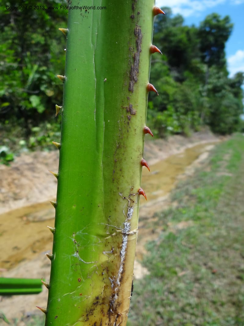 Pandanus kamiae, Callmander, M 1021--Sabah. Klias Forest Reserve. 3 Apr 2012. DSC06489 (111).JPG