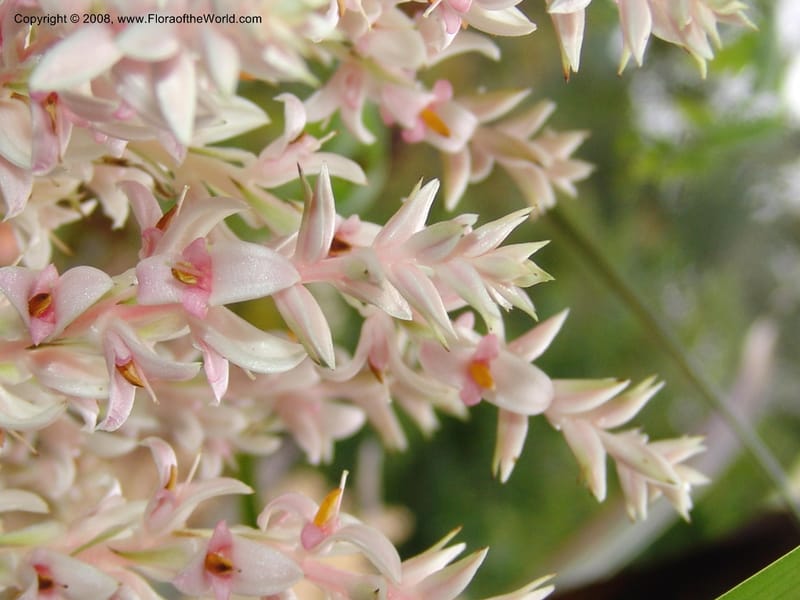 Helmholtzia glaberrima, 95.0250--CA. UC Berkeley Bot. Garden.  30 Jun 06. 068.jpg