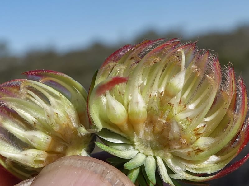 Darwinia polychroma, Davidson, C 13416--Australia. W.A. Past Coorow Rd. 23 Oct 2016. DSC04729 (20).JPG