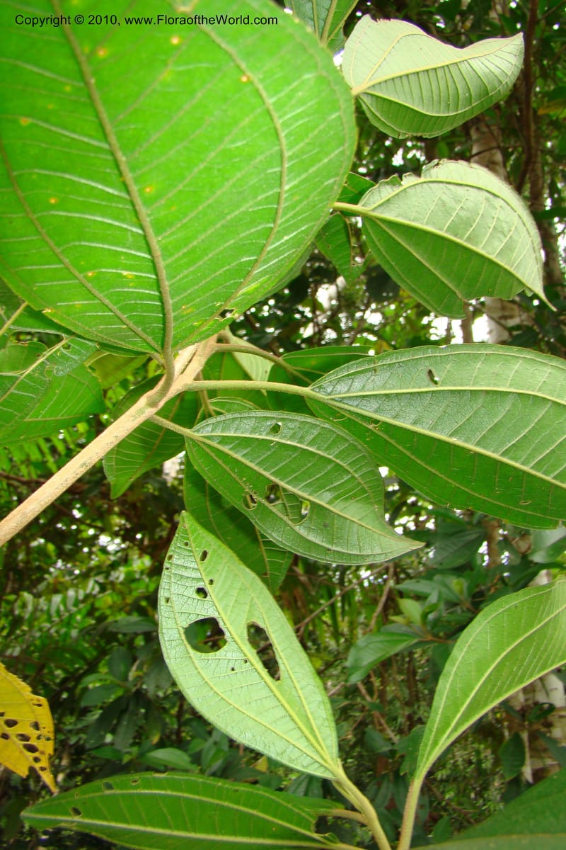 Henriettia, Vasquez 34783--Peru. Loreto. Dist. Nauta. Miraflores, Rio Tigre. 10 Nov 08. 328.jpg