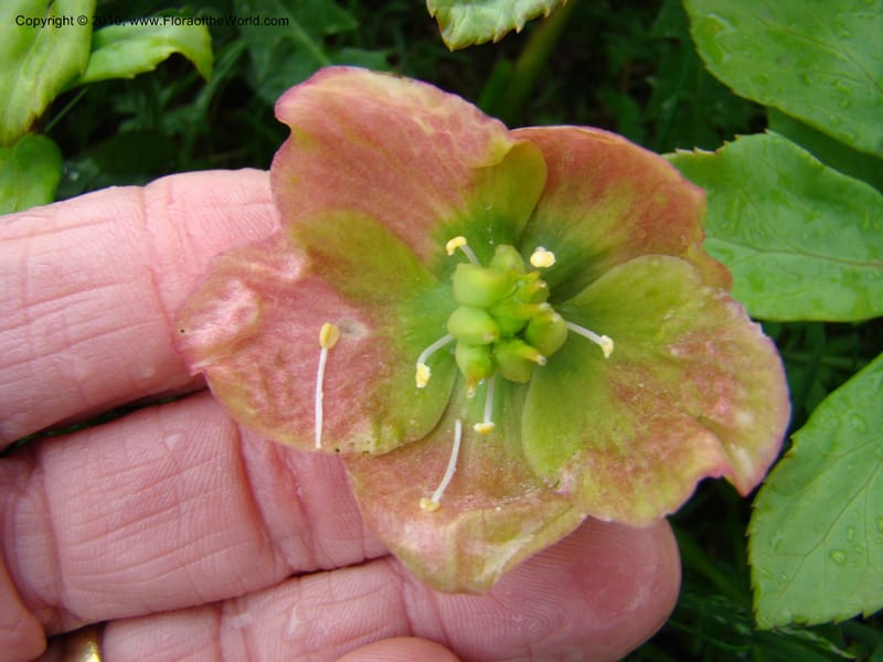 Helleborus niger, C. Davidson 11219--Slovenia, Stajerska Region, Menina Planina, 19 May 2008.  026 (7).jpg