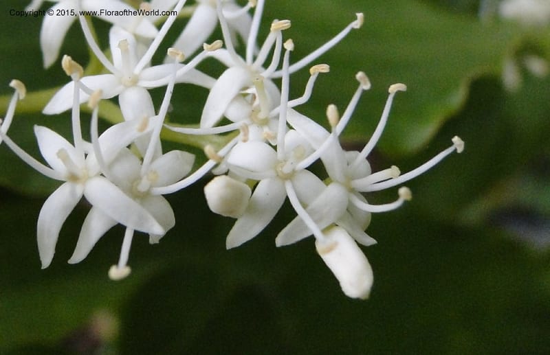 Cornus, Regalado 1829--Viet Nam. O-Quy-Ho Commune. 6 May 2011. 116 (11).jpg