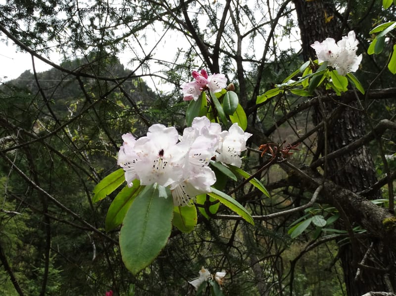 Rhododendron, Boufford, D 43643--China. Sichuan. XiaYingShan to XiangZhai. 10 May 2014. DSC05109 (156).JPG