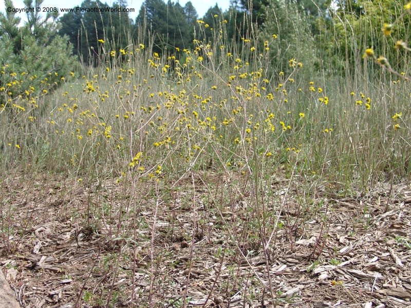 Bahia dissecta--AZ. Arboretum at Flagstaff. 3 Sep 04. 194.jpg