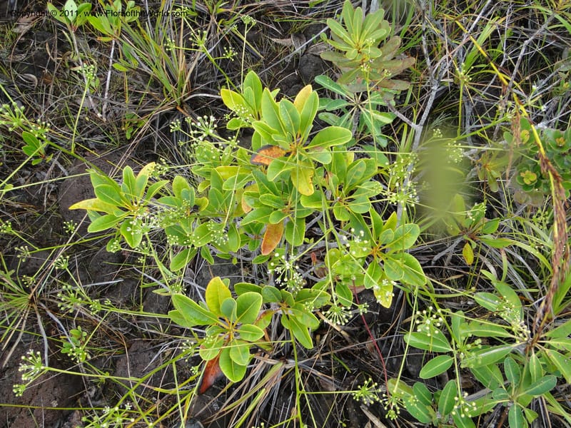 Myodocarpus, P. Lowry 7188--New Caledonia. Plaine des Lacs. NW of Grand Lac. 21 Jan 2010.1580 (10).JPG