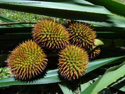 Spiny syncarps clustered among long, straplike leaves