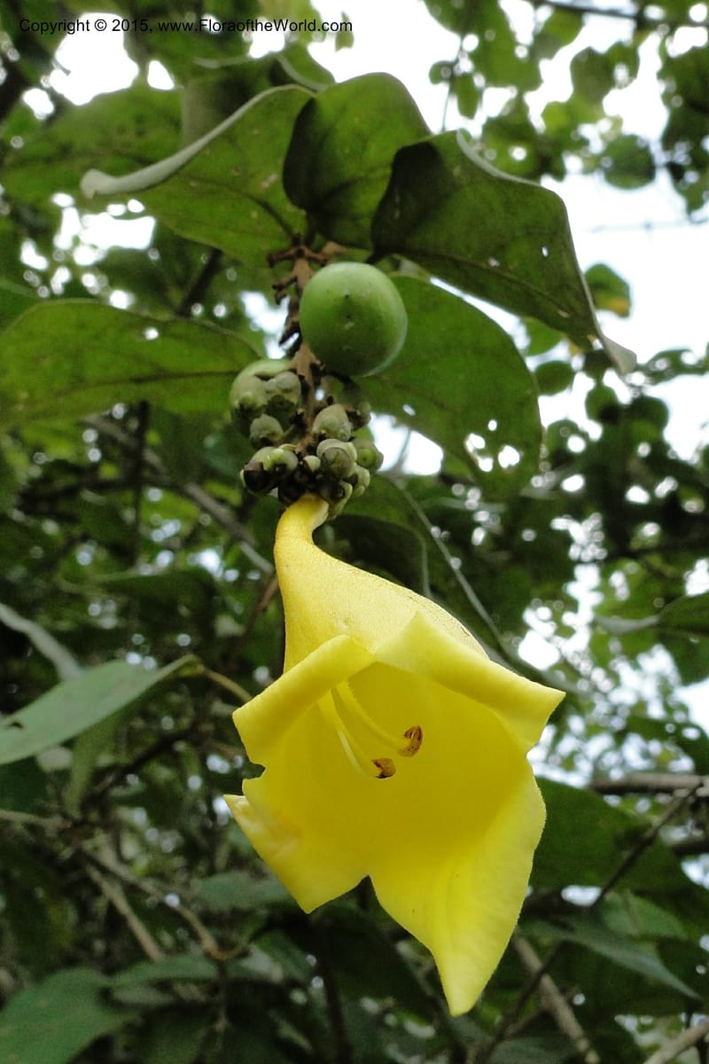 Gmelina, Regalado 1951--Viet Nam. Forest Block 19. 15 May 2011. 132.jpg