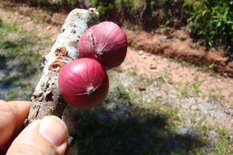 Garcinia verrucosa, Rogers 1212--Madagascar. Prov. Fianarantsoa. Ifanadiana. 12 Jan 09. 126.jpg