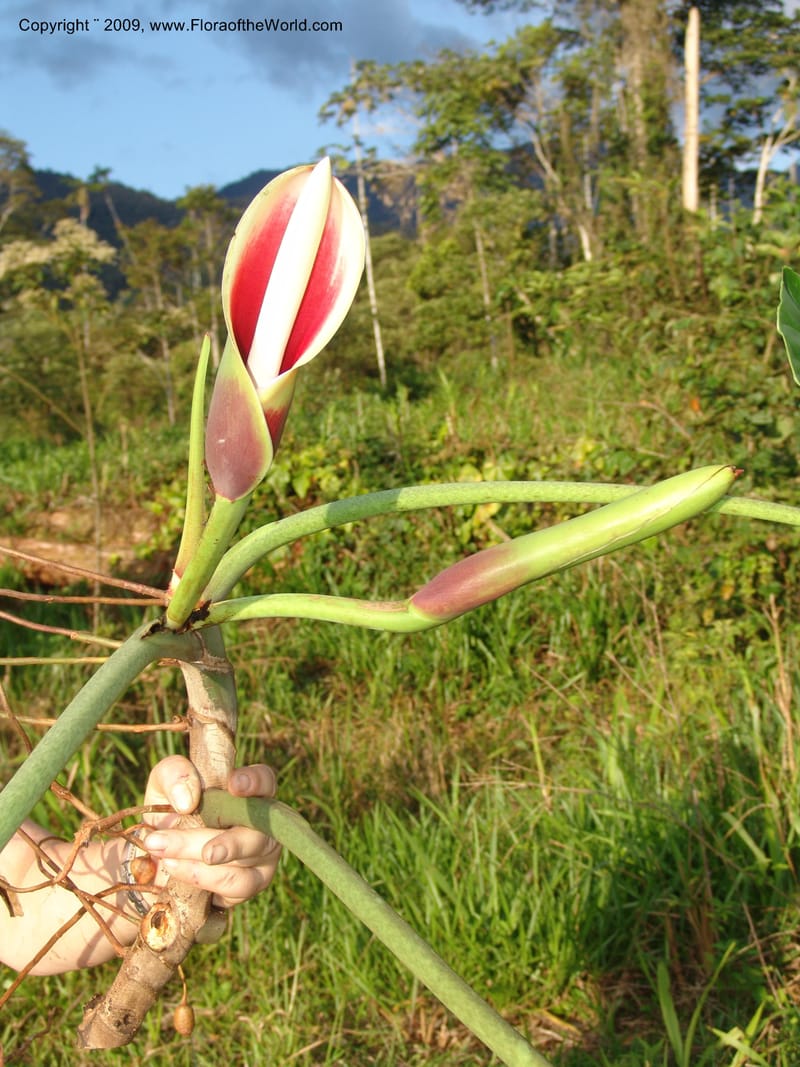 Philodendron deflexum, Croat98842--Ecuador. Zam. Ch. Rio Wawaime Val. 19 Sep 07. 096.jpg