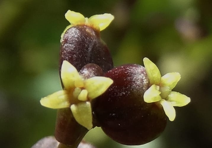 Polyscias joskei, Plunkett, C 3177--Fiji. Delaikoro Mtn. 3 Nov 2015. DSC08393 (63).JPG