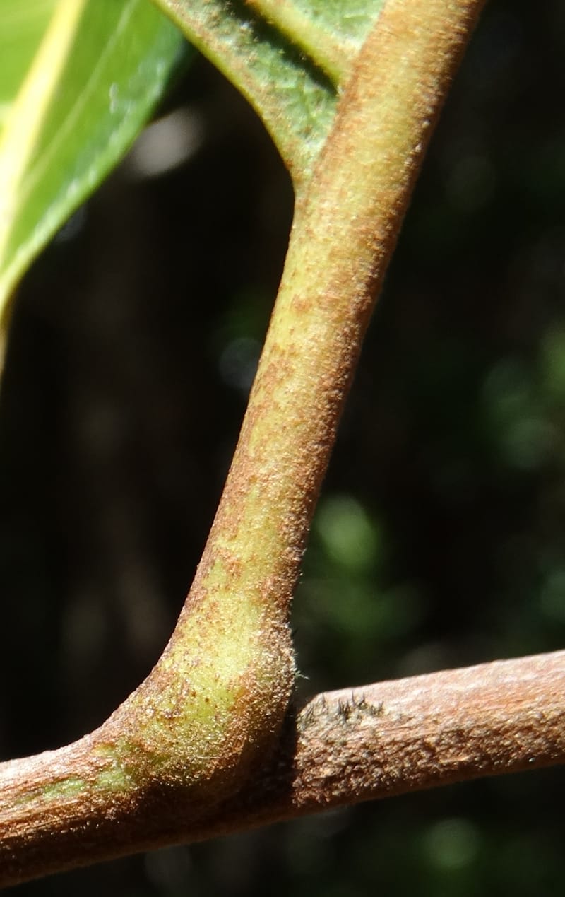 Cupaniopsis, Munzinger, J 7412--New Caledonia. Mont Dzumac. 12 Nov 2015. DSC01563 (410).JPG