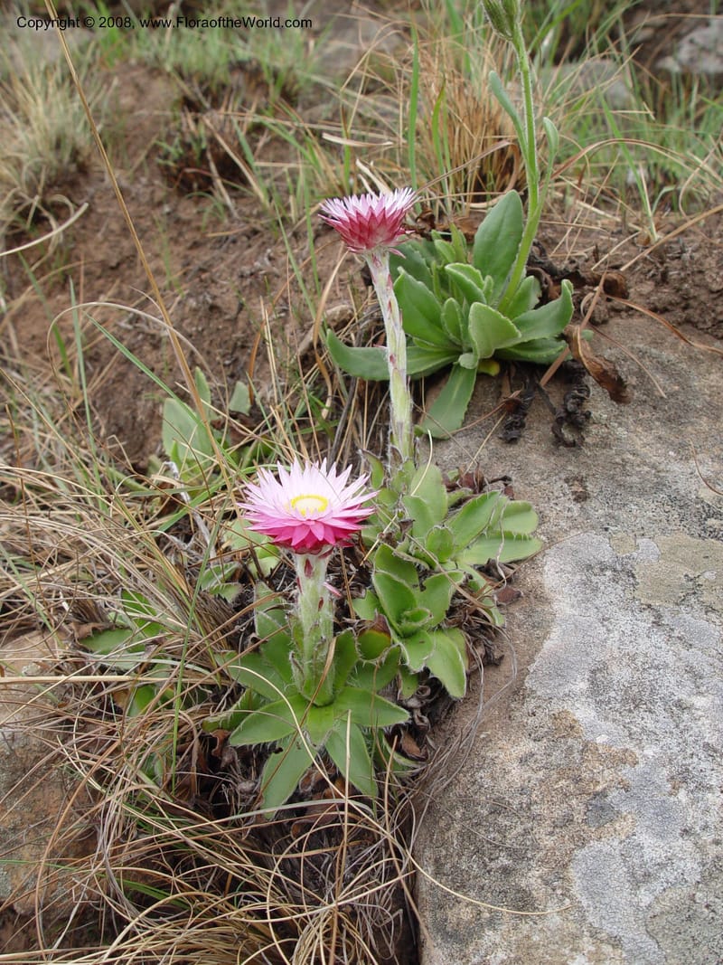 Helichrysum ecklonis--So. Africa. Drakensberg Mts. Giant's Castle. 3 Oct 03.  018.jpg