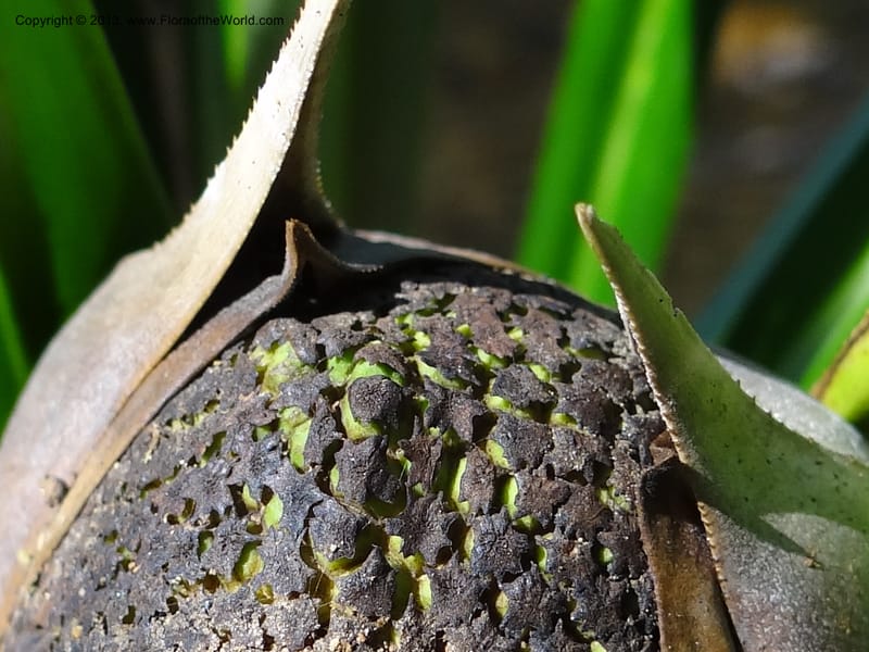 Pandanus discostigma, Callmander 1033--Malaysia. Sabah. Tahan Niaga Plantation. 8 Apr 2012. DSC07609 (46).JPG