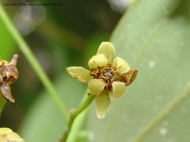 Cinnamomum jensenianum, 040920901--China. Hubei. Wuhan Botanical Garden. 24 Apr 07. 231.jpg