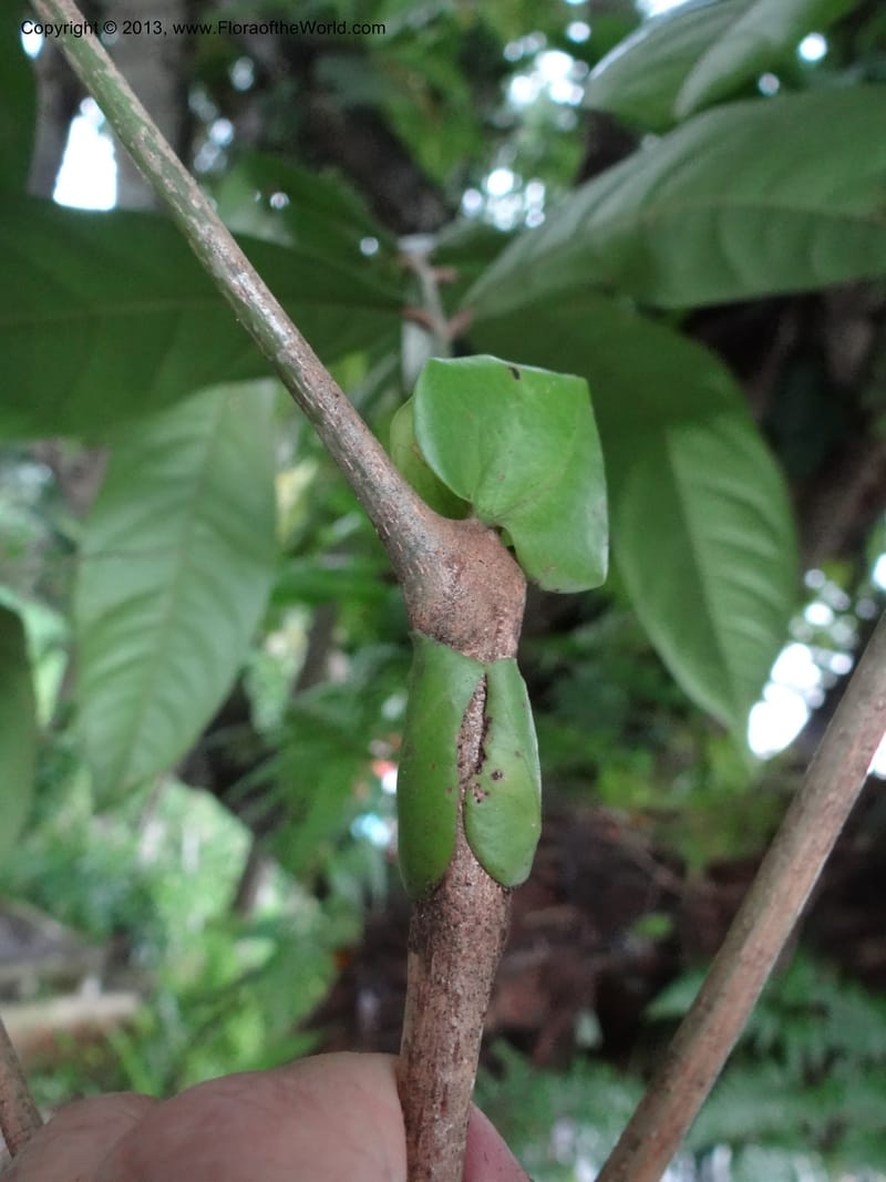 Lepisanthes, Buerki 339--Malaysia, Sabah. Kebun Cina. 12 Apr 2012. DSC08489 (3).JPG