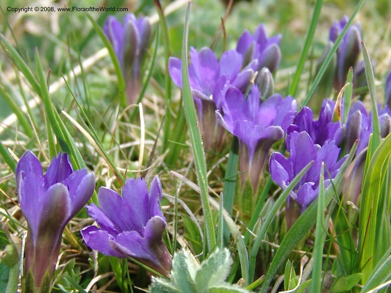 Gentiana pyrenaica--Georgia. Vic. of Tskhrats'karo Pass. 7 Jun 05. 175.jpg
