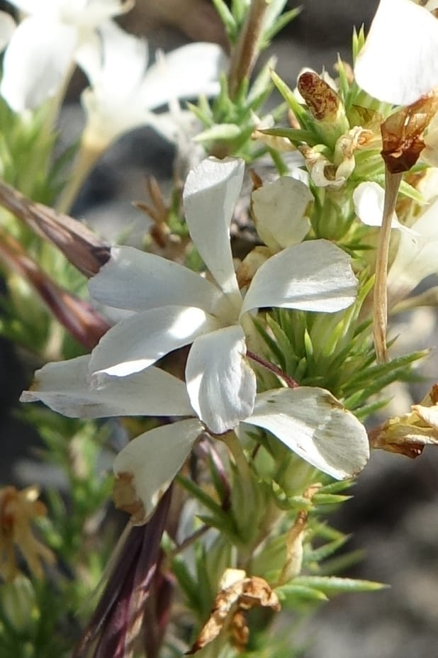 Leptodactylon pungens, C. Davidson 13670--ID. Hwy 20 W of Arco. Open basalt flow. 18 Jun 2017. DSC02519 (78).JPG