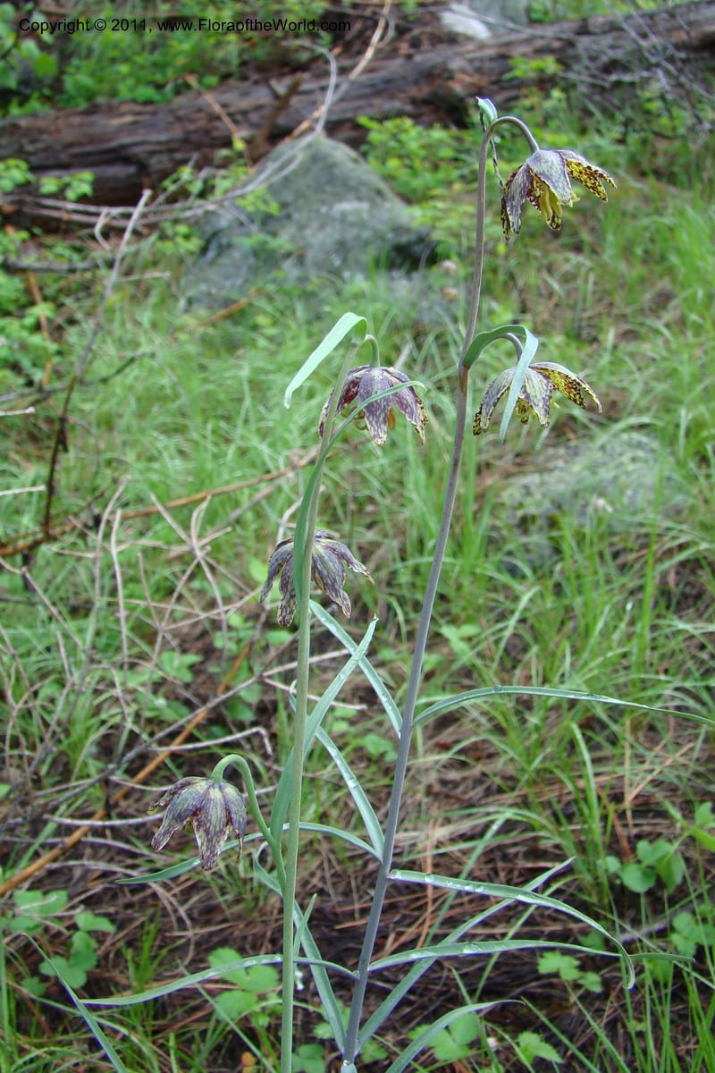 Fritillaria atropurpurea, C. Davidson 11437--Idaho. Valley Co. Payette Lake. Sylvan Beach. 7 June 2009. 049.jpg