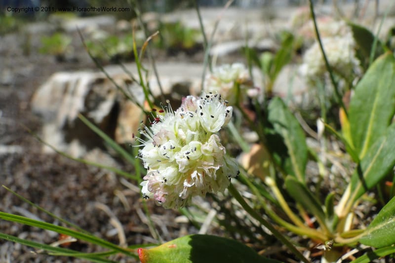 Eriogonum pyrolaefolium var. coyphaeum, Davidson, C 11893--ID. Valley Co. Lick Creek Rd. 12 Aug 2011. 001 (11).jpg