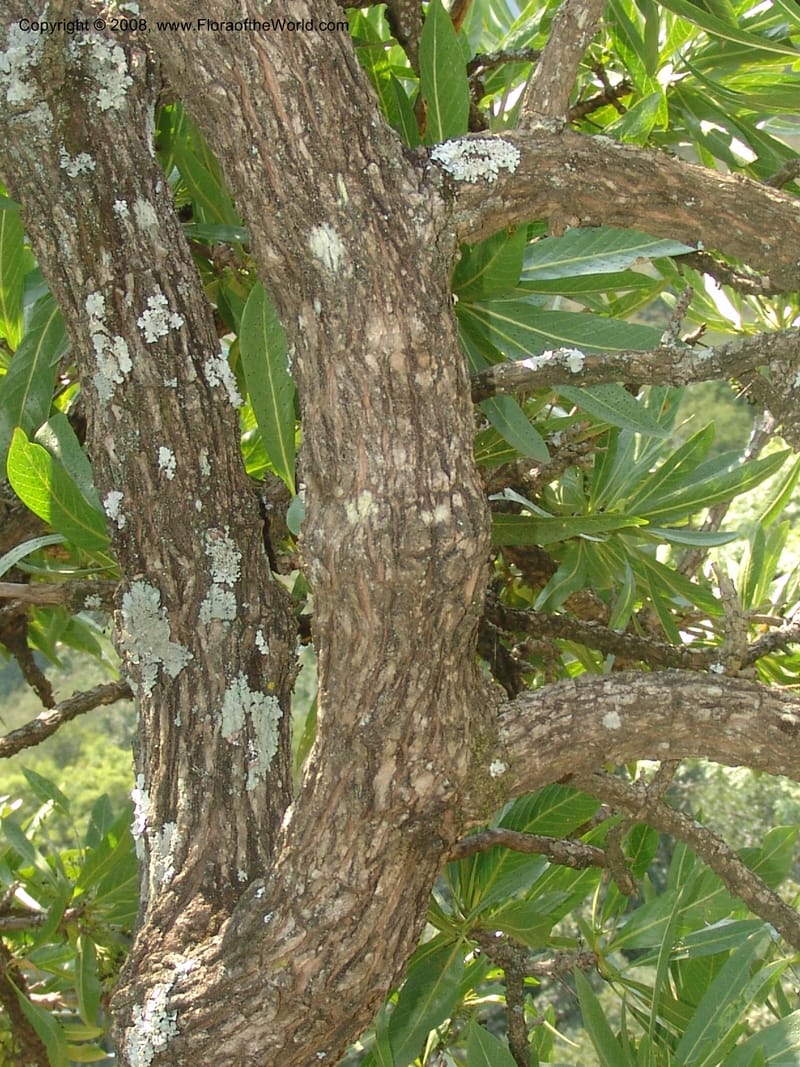 Pavetta edentula--So.Africa. Mpumal. Buffelskloof Private Nat. Res. 17 Mch 05. 124.jpg