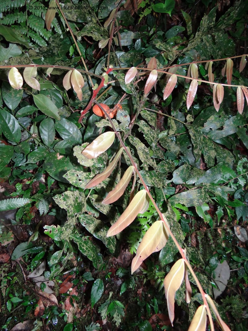 Lepisanthes, Buerki, S 327--Malaysia, Sabah. Mt. Kinabalu. 5 Apr 2012. DSC06767 (174).JPG