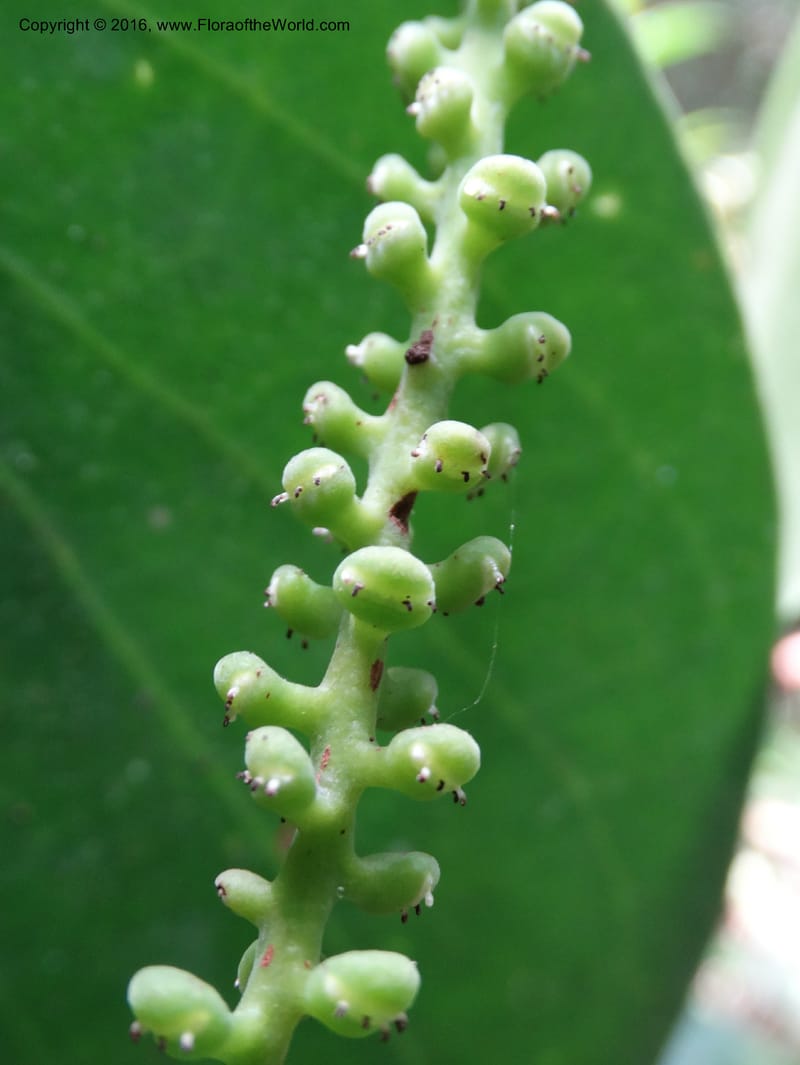 Piper, Davidson, C 12675--Sabah. Danum Valley. 4 Oct 2014. DSC01741 (246).JPG