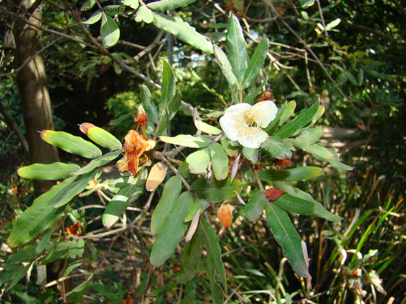 Eucryphia moorei--Australia. Royal Botanic Garden, Melbourne. 19-20 Mch 08. 038.jpg